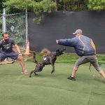 Elevate Your Dog’s Training Experience with Top-Rated Tampa Dog Trainers