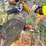 Understanding the Importance of Professional Tree Services in Urban Landscaping