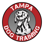 Transform Your Dog’s Behavior with Board and Train Tampa Programs